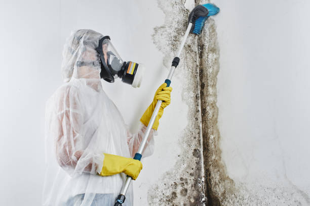 Ivyland, PA Mold Remediation Company