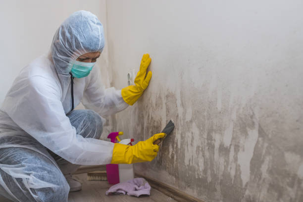Best Industrial Mold Remediation in Ivyland, PA