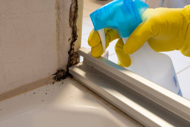 Best Basement Mold Remediation in Ivyland, PA