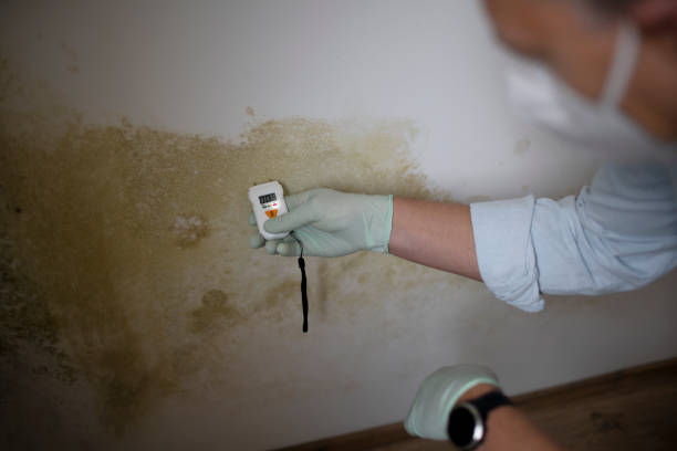Best Commercial Mold Remediation in Ivyland, PA